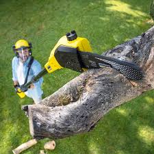 Best Lawn Disease Treatment  in Lincroft, NJ