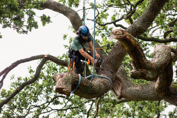 Best Tree Preservation Services  in Lincroft, NJ