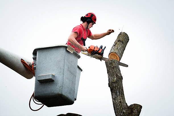 Lincroft, NJ Tree Removal Services Company