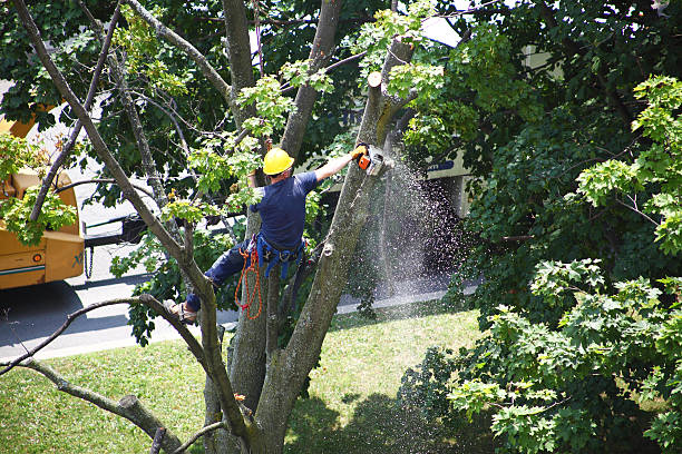 Best Stump Grinding and Removal  in Lincroft, NJ